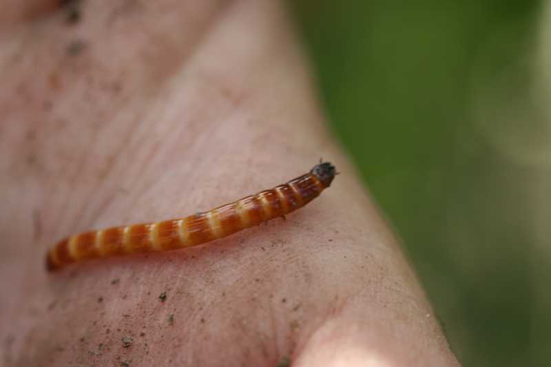 Wireworms